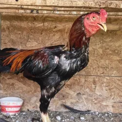 İnegöl'de horoz dövüşü baskını!