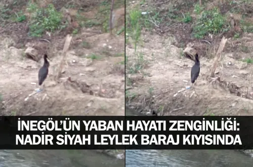 ​İnegöl’ün Yaban Hayatı Zenginliği: Nadir Siyah Leylek Baraj Kıyısında