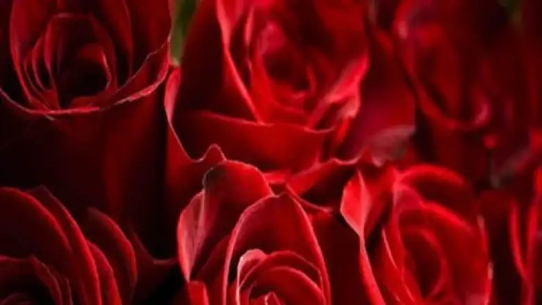 Kutlu Doğum Haftası’nda 22 ilde program