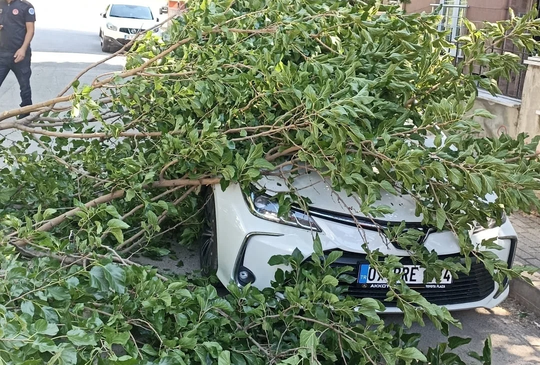 Ağaç otomobilin üzerine devrildi