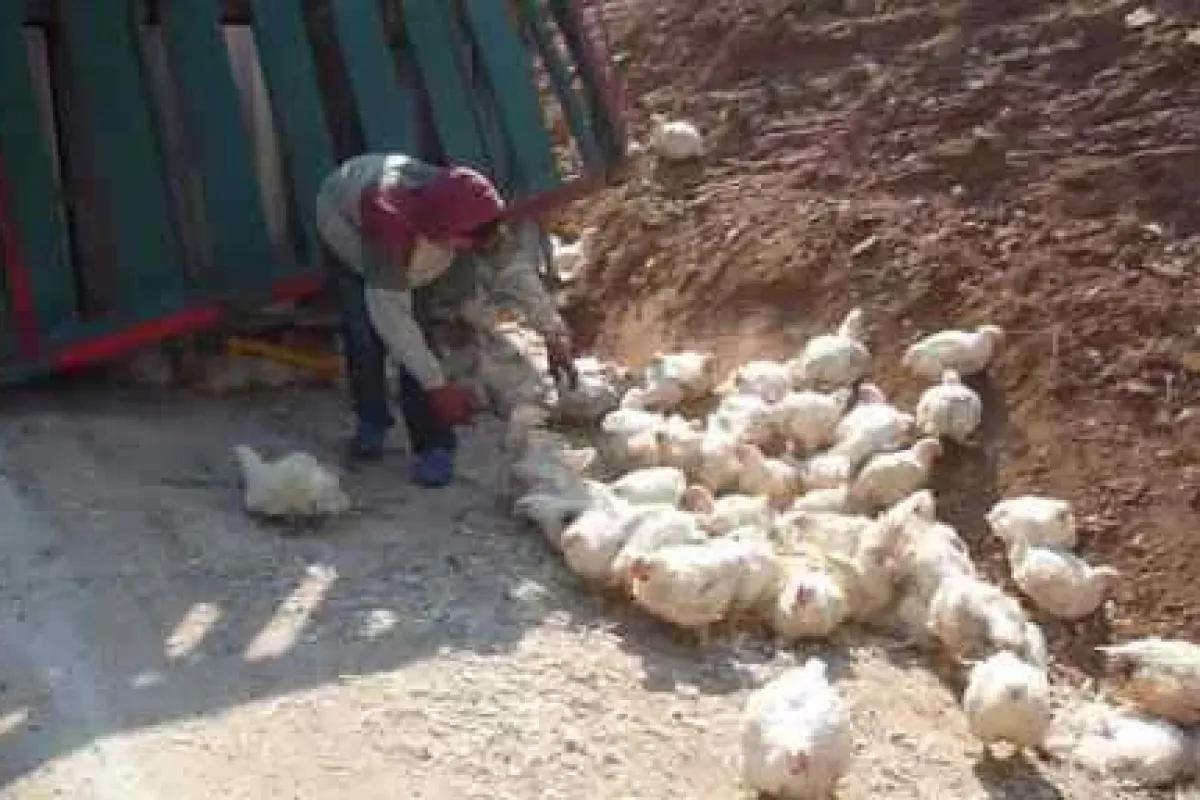 Tavuklar Yola Saçıldı