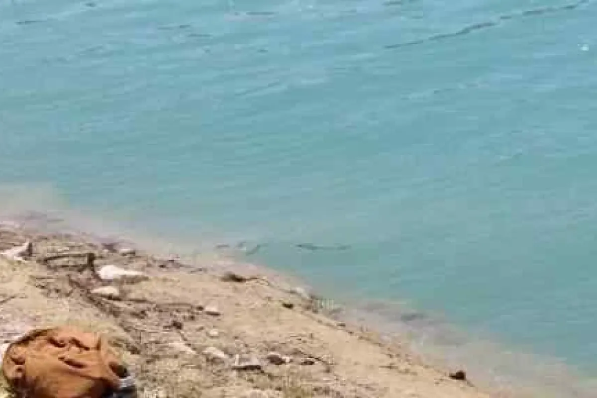 Sadık Dost Sahibini Bırakmadı