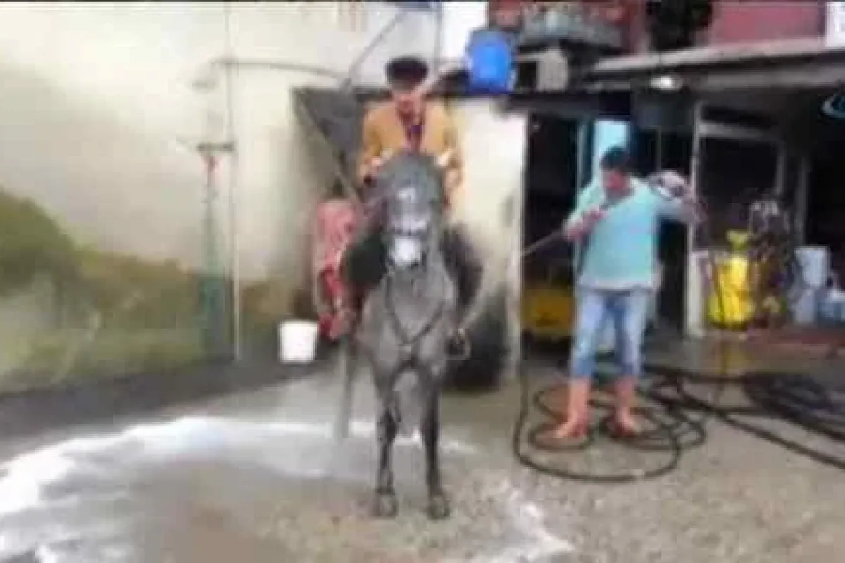 Oto Yıkamacıda Bir At