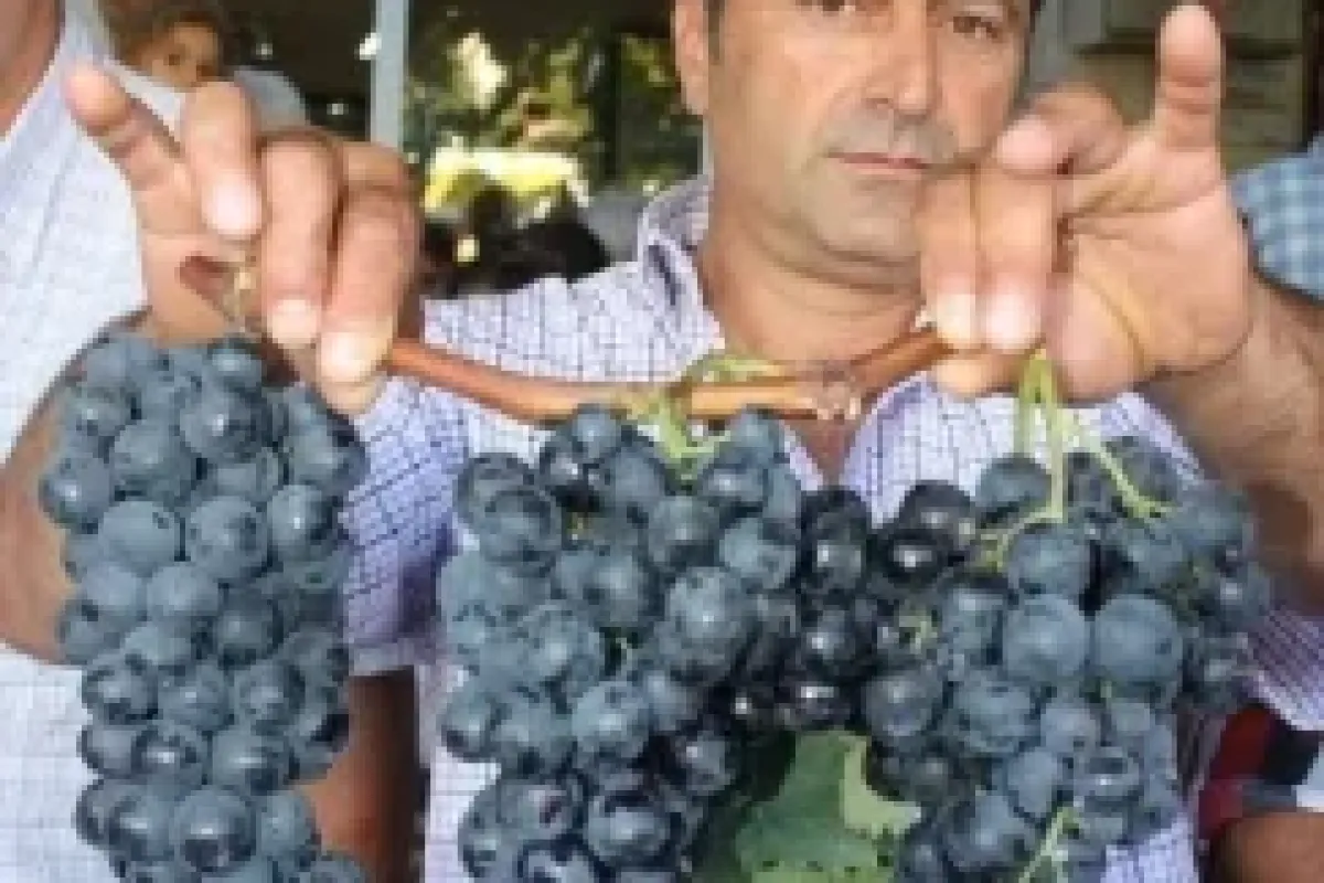 Mudanya Belediyesi Tarımsal Üründe Kalkınmayı…