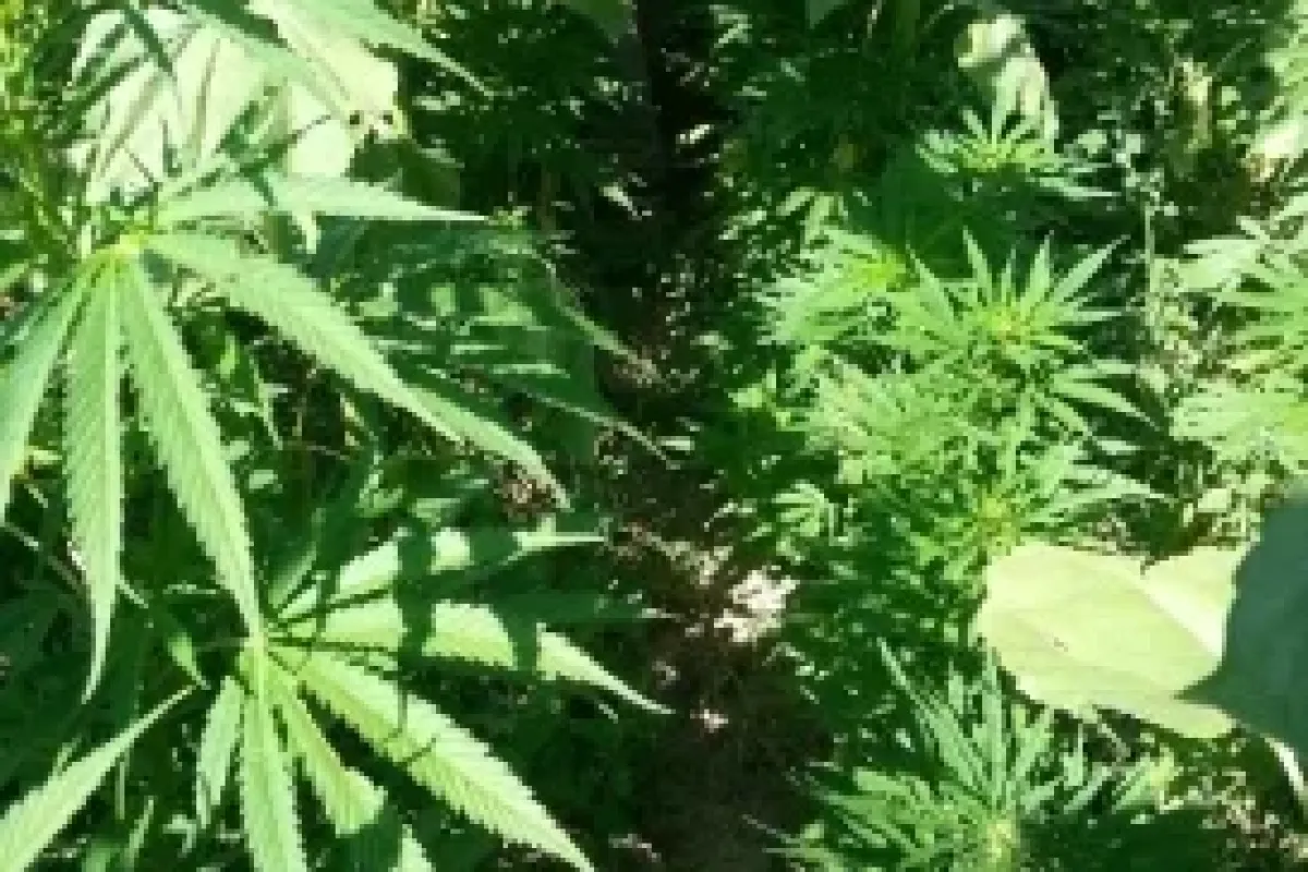 Jandarma Uyuşturucuya Geçit Vermiyor