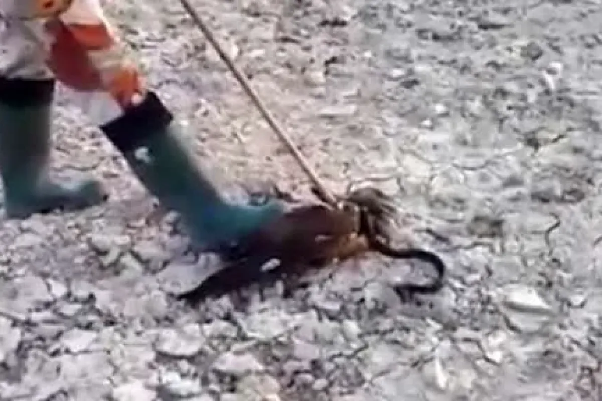Yılan şahine Dolandı Ama ... !