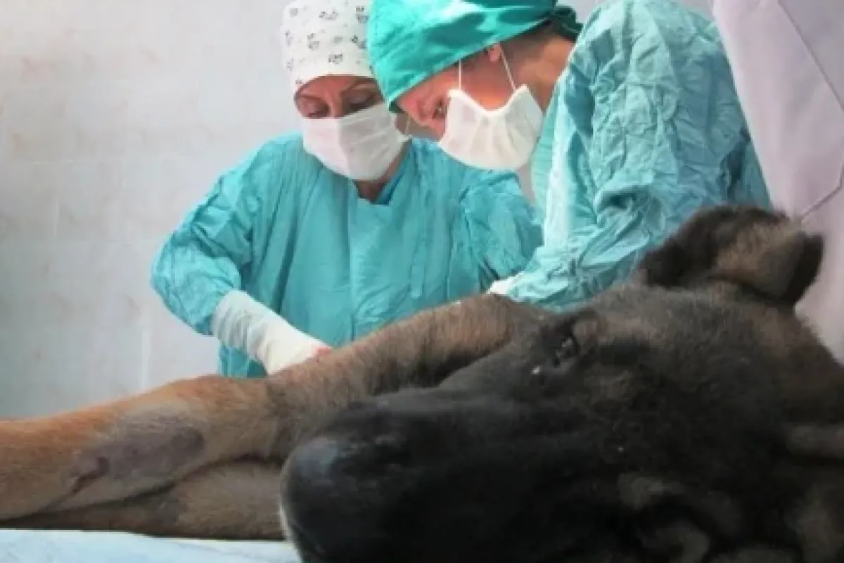 Yaralı Köpeğe Belediye Şefkati