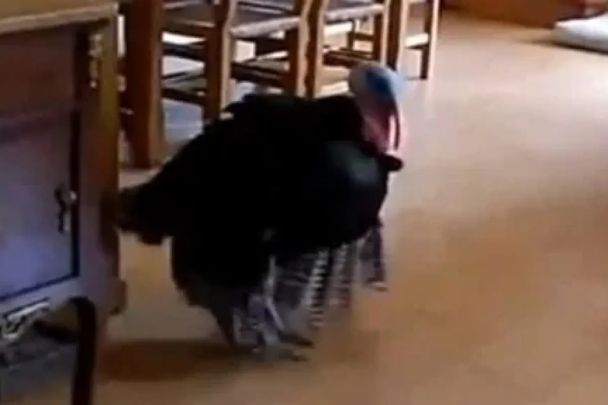 O Bir Flamenko üstadı