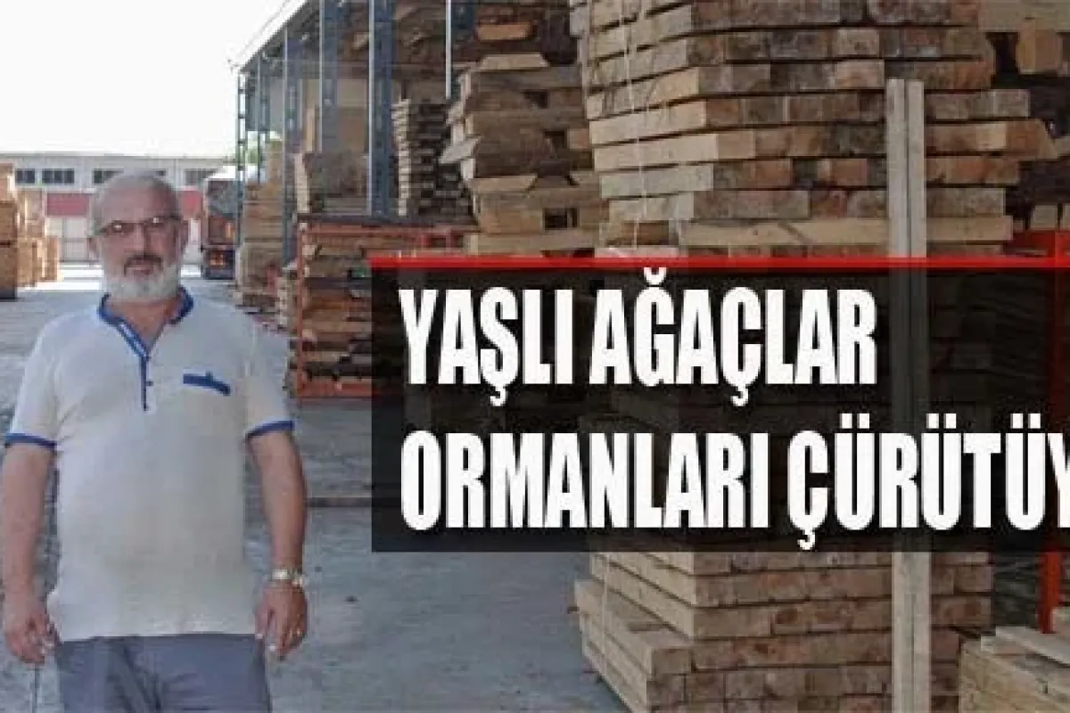 Yaşlı Ağaçlar Ormanları Çürütüyor