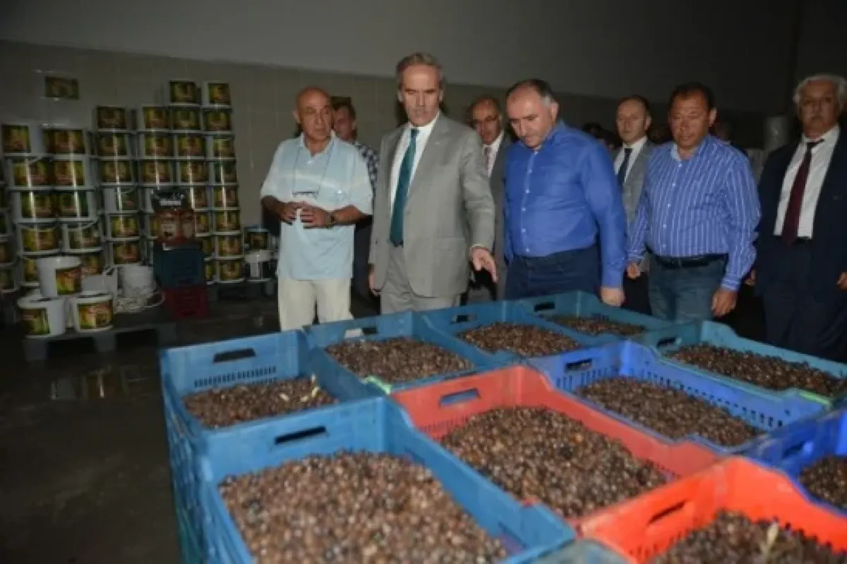 Altepe Marzim Tesislerine Hayran Kaldı