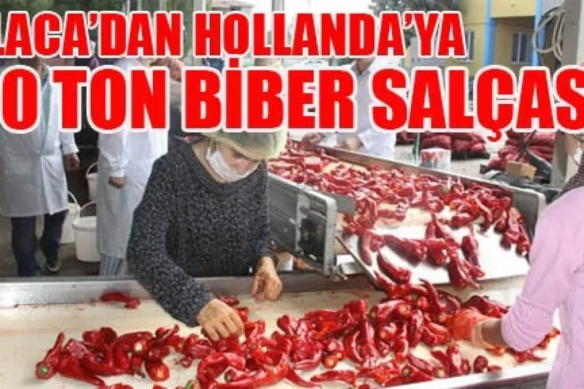 Kulaca’dan Hollanda’ya 450 ton biber salçası