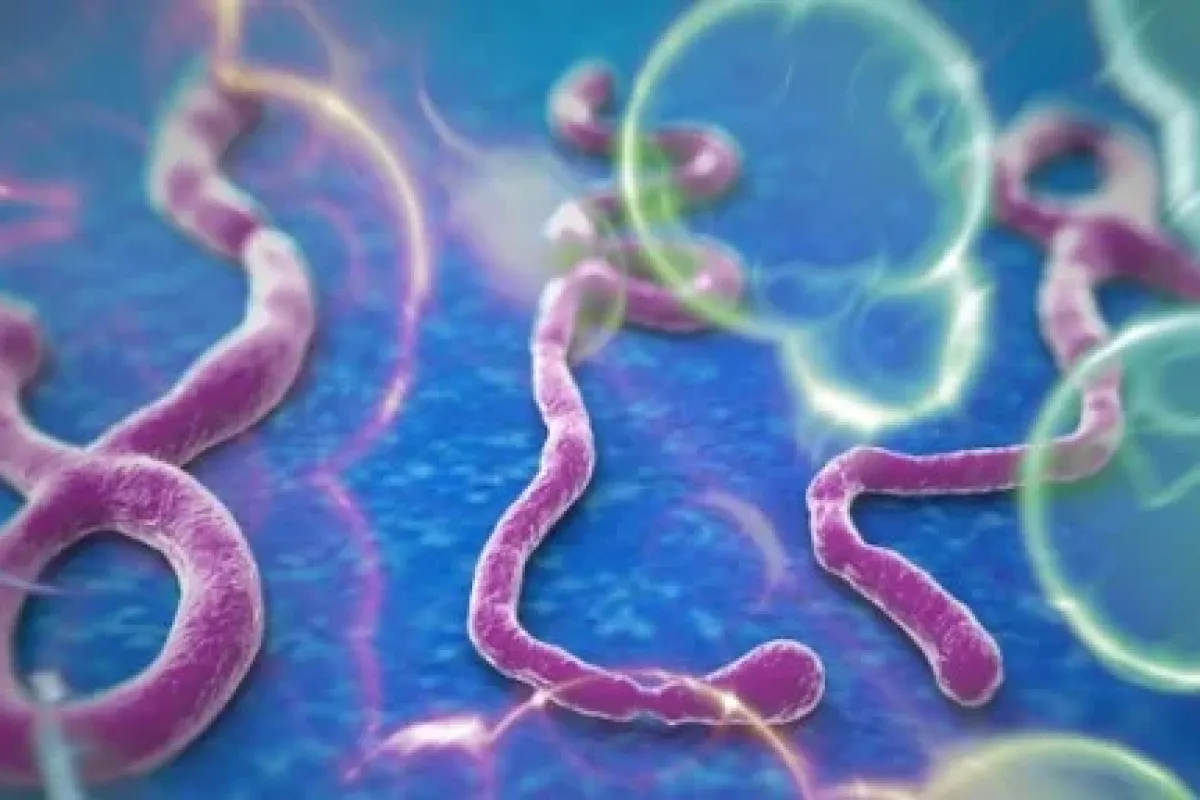 Ebola Insanlara Maymunlardan Bulaşıyor