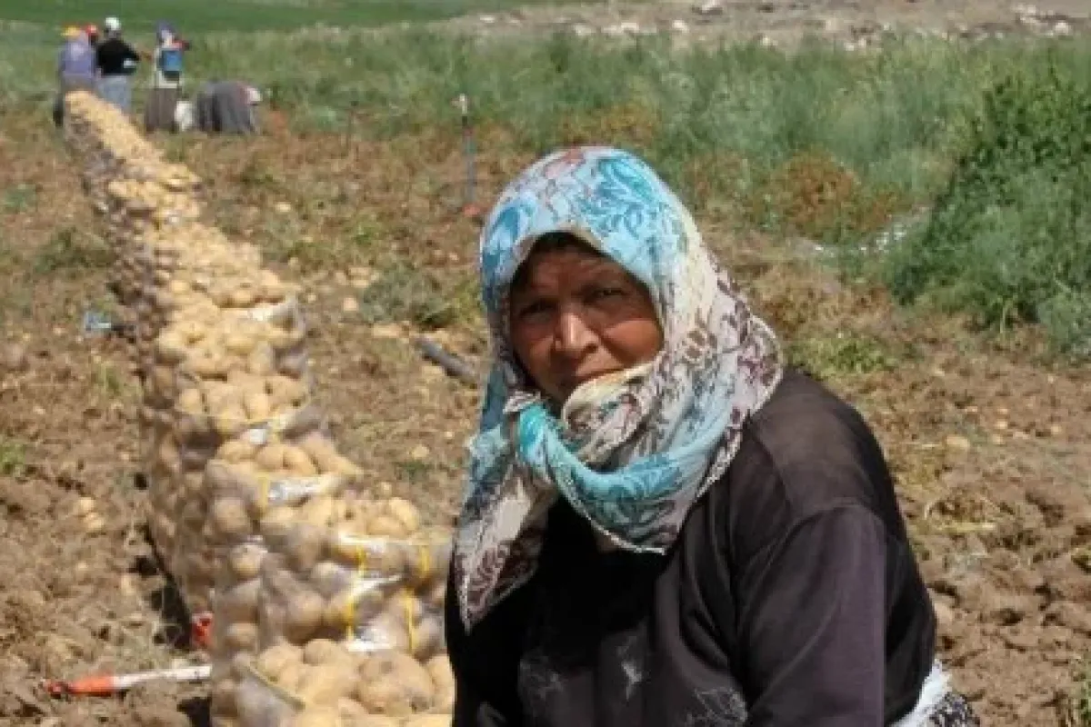 Patates Fiyatlarında Büyük Düşüş