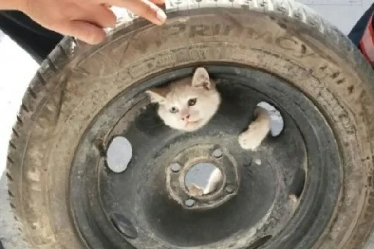 Yaramaz Kedi öyle Bir Yere Girdi Ki