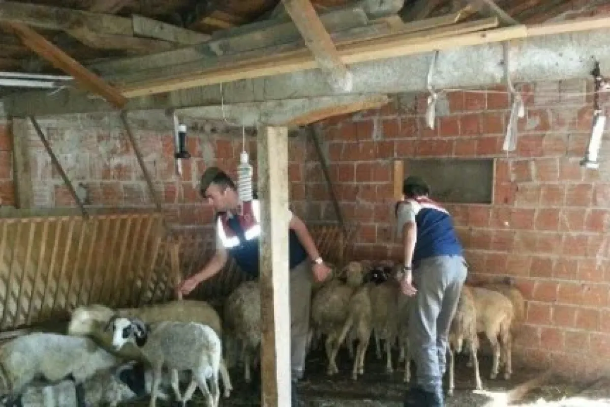 Çaldıkları Koçları Paylaşamayınca..