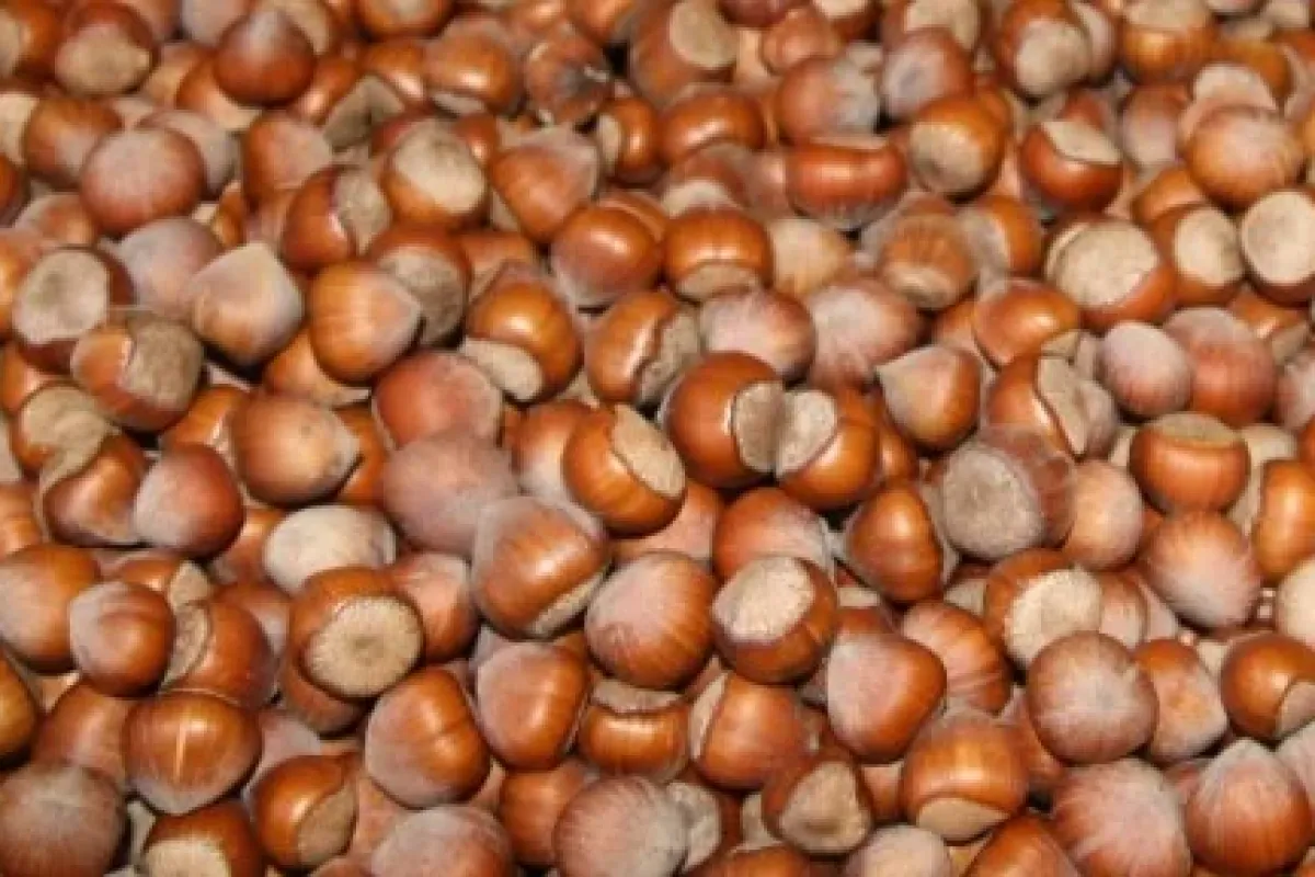 Fındık 14 Lirayı Da Gördü