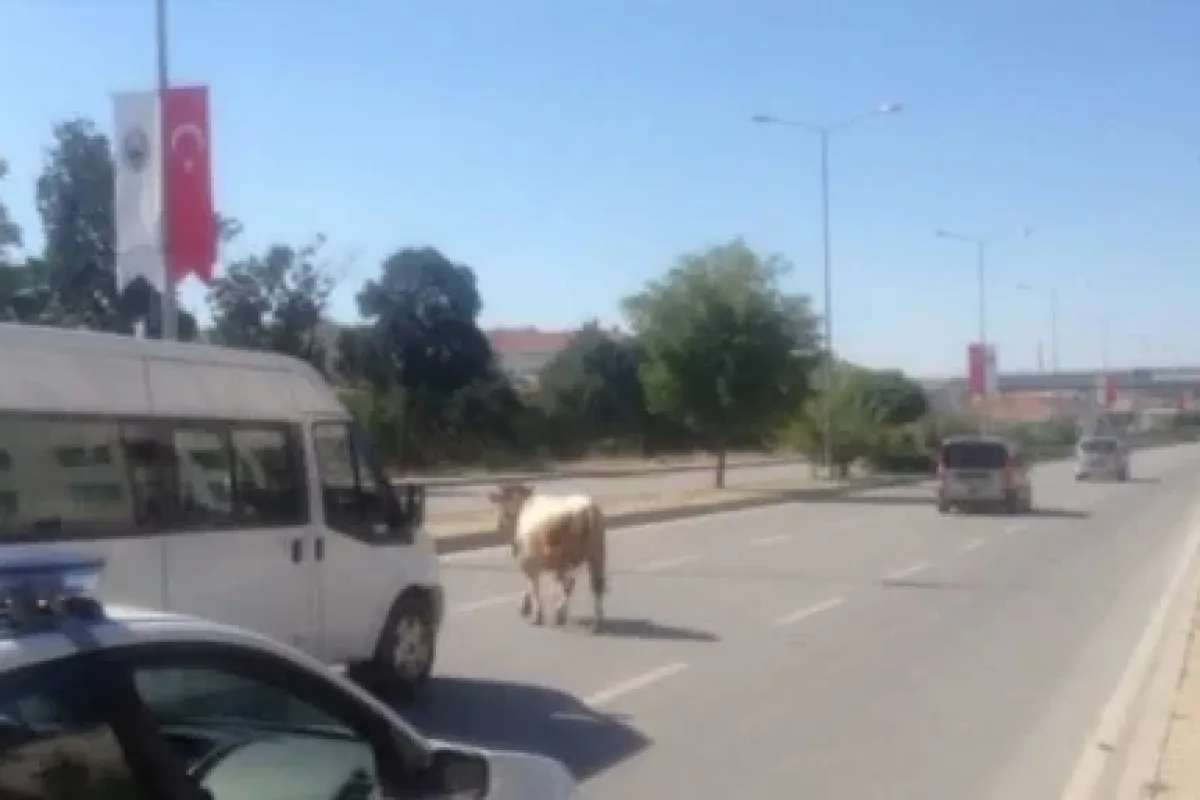 Karayoluna çıktı, Ortalığı Birbirine Kattı