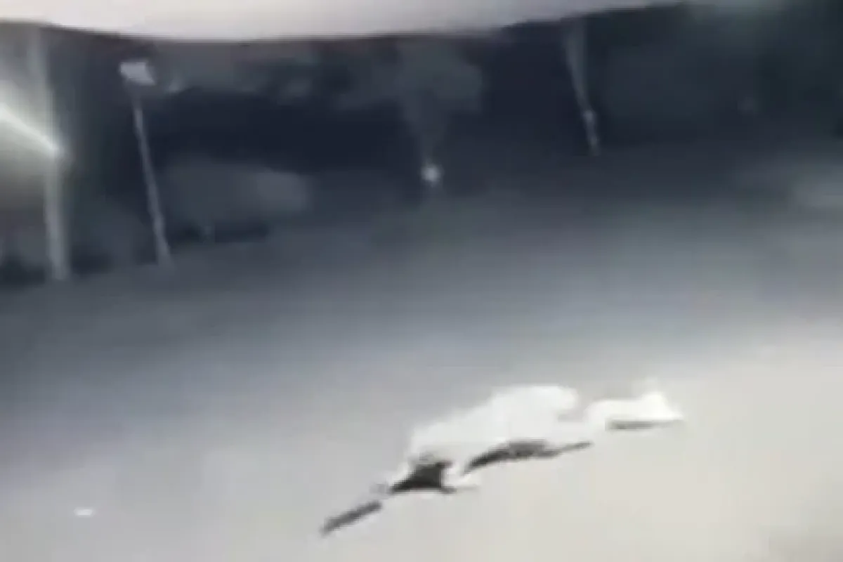 Leoparın Sokak Ortasında Köpek Avı