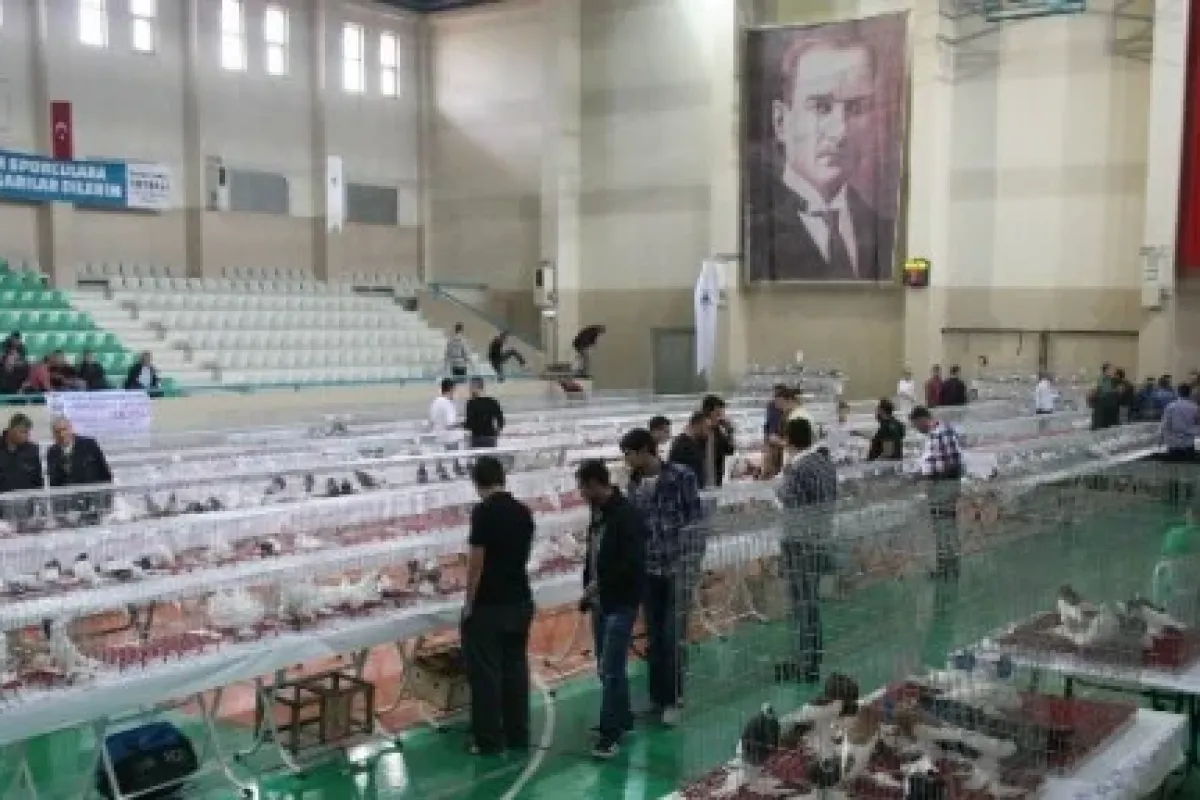 Otomobil Fiyatına Güvercin