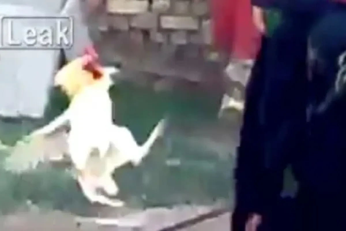 Horoz Kadına Meydan Okursa