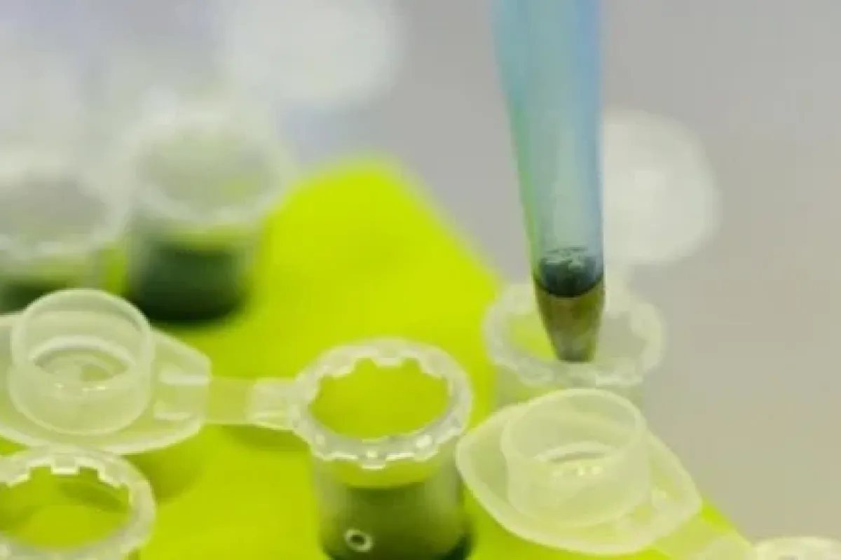Ebolanın çaresi Bu Ilaç Mı ?