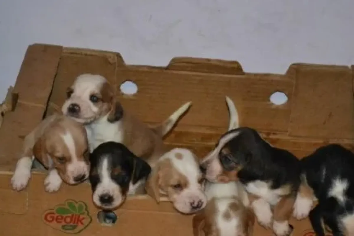 Yavru Köpekleri Sahipsiz Bırakmadı