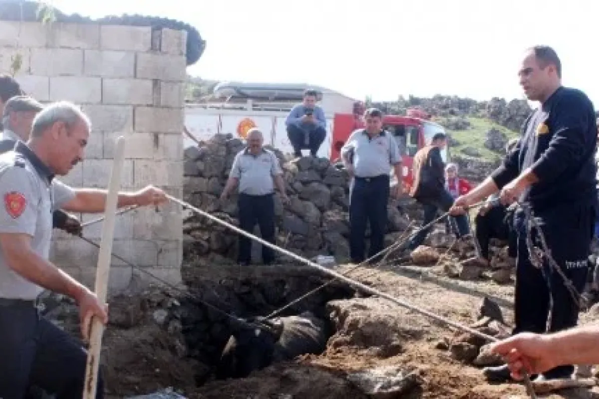 İpini Koparan Inek Kanalizasyona Düştü