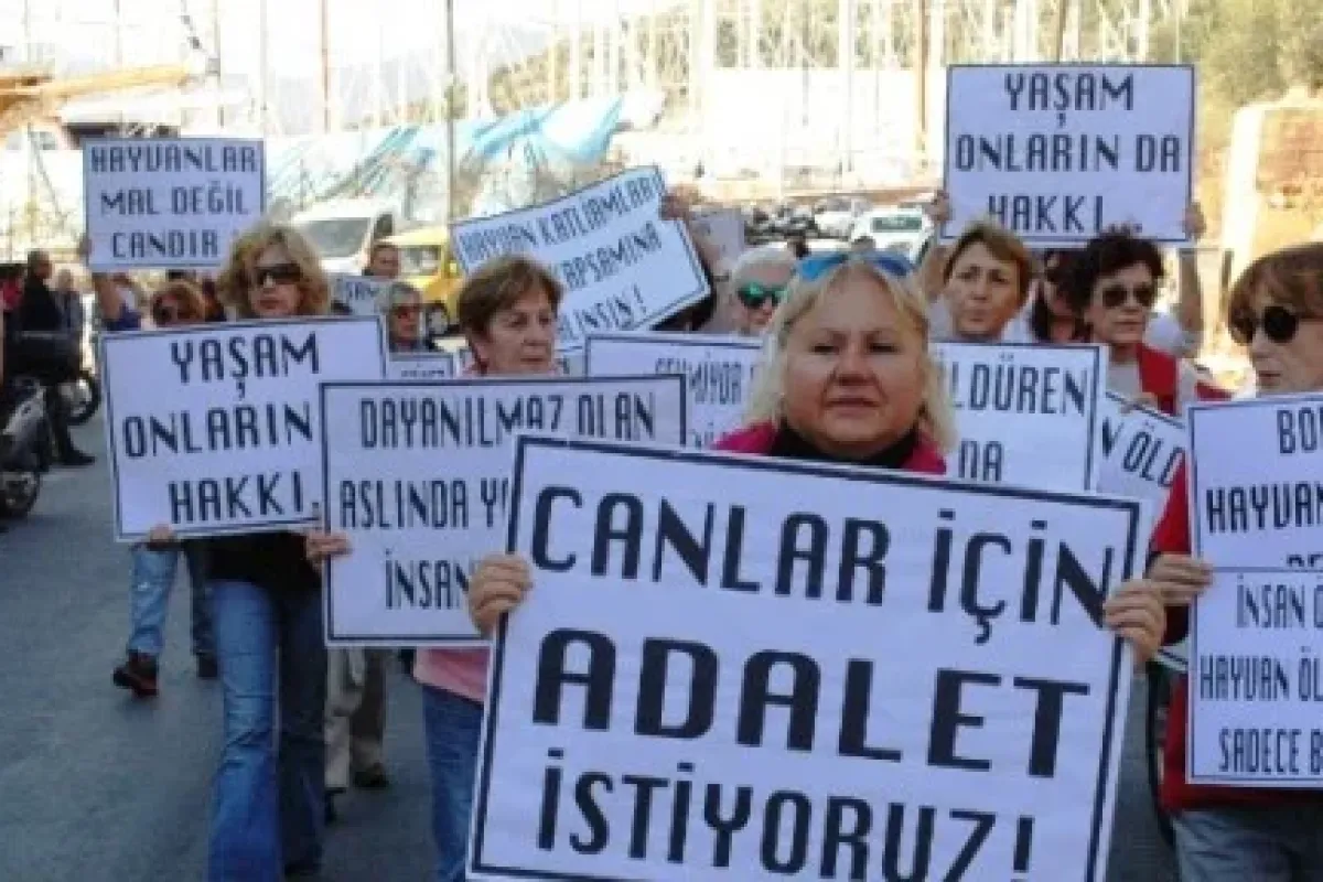 Köpeğini öldüren İngiliz’e Protesto