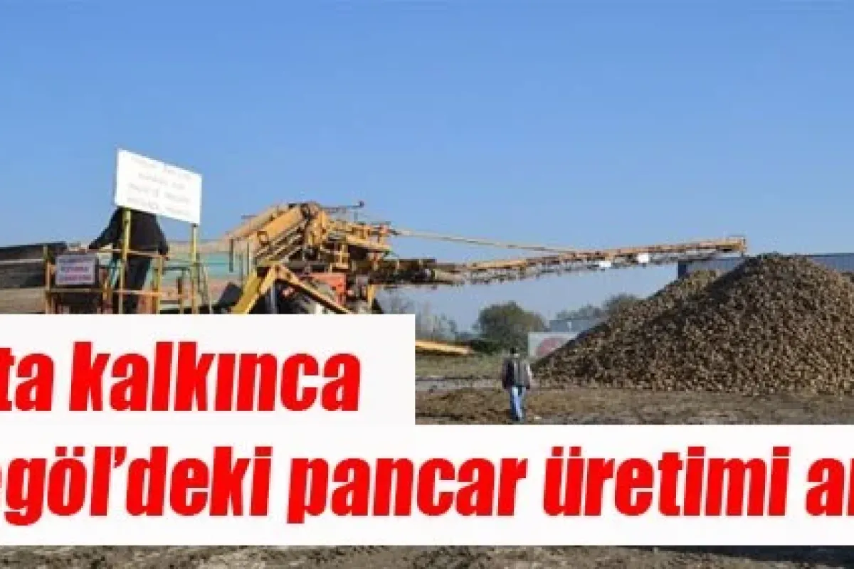 Kota kalkınca İnegöl’deki pancar üretimi arttı