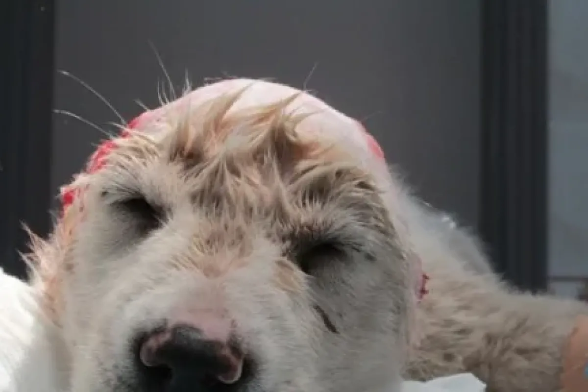 Yavru Köpekten Ne Istediniz ?