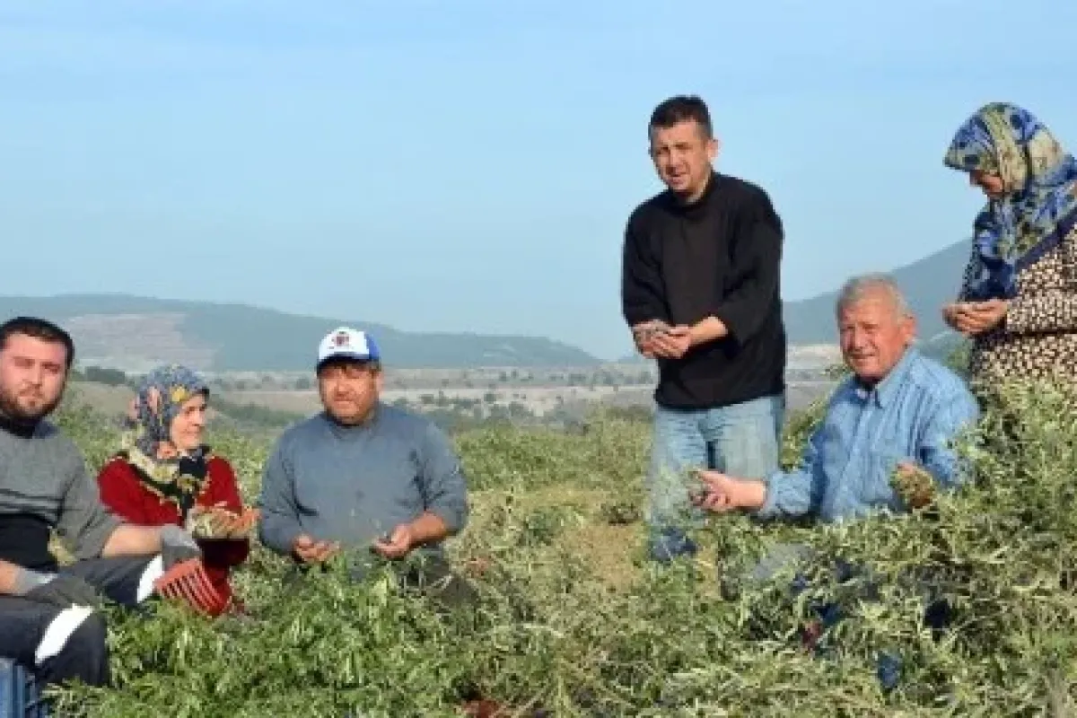 Kesilen Zeytin Ağaçlarını Hasat Ettiler