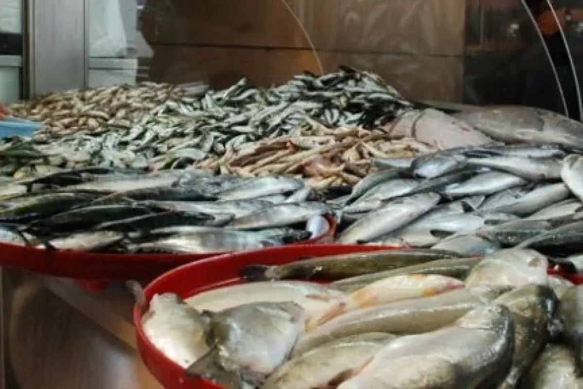Balık Fiyatları Düşüyor