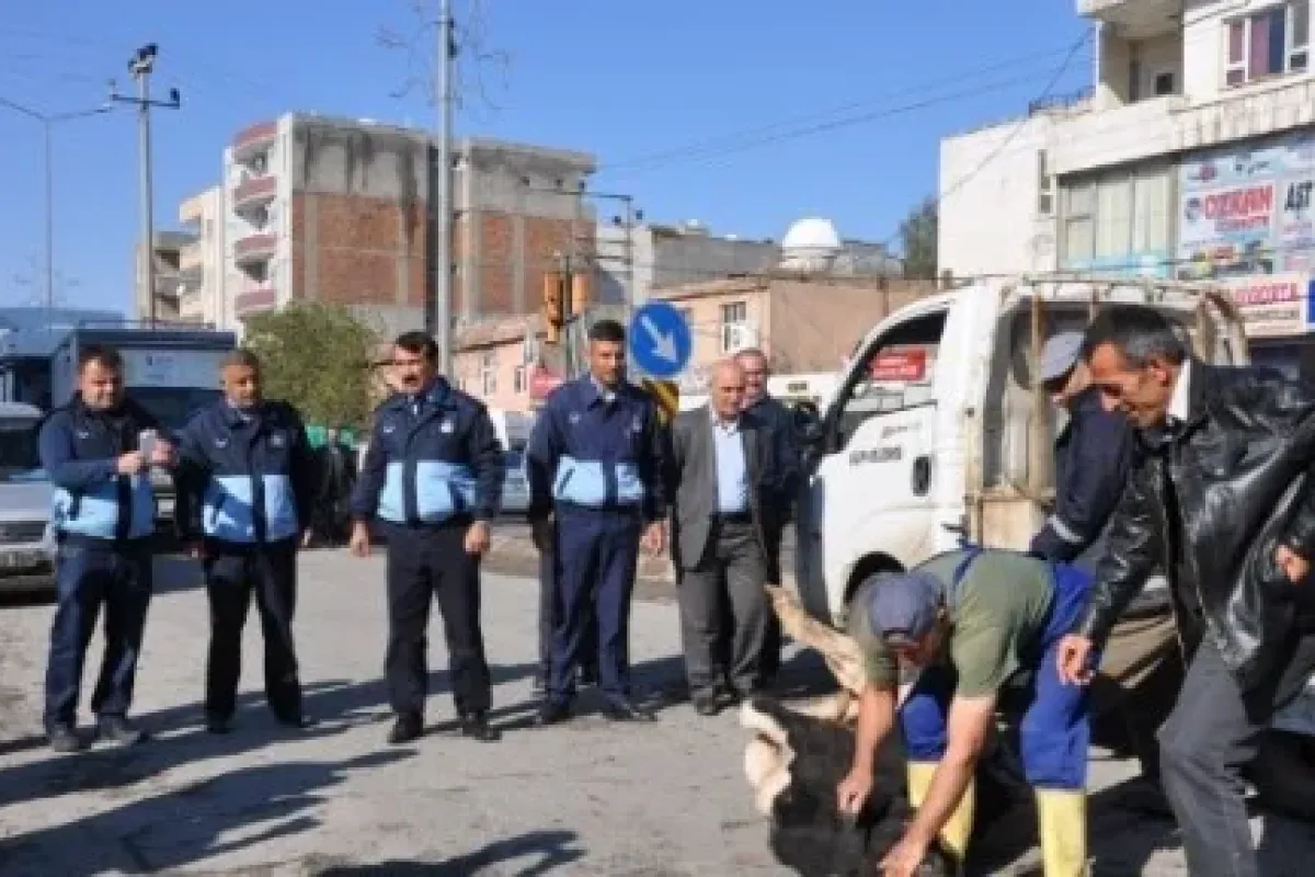 Yol Ortasında Kestiler