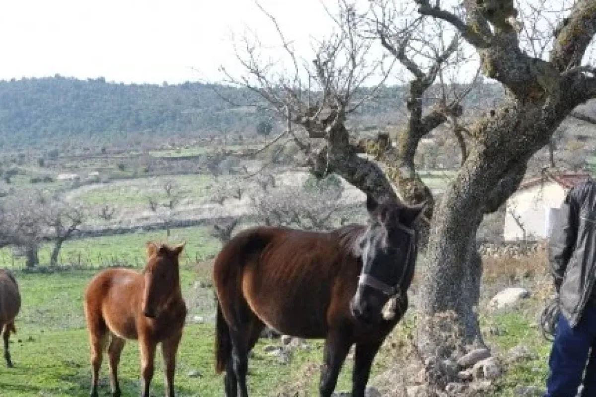 Bunlar Arap Atı Değil Ama Traktörlerden Daha Pahalı
