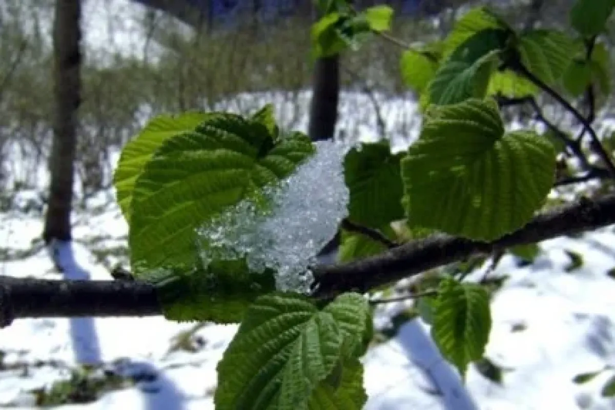 Meteorolojiden Zirai Don Uyarısı