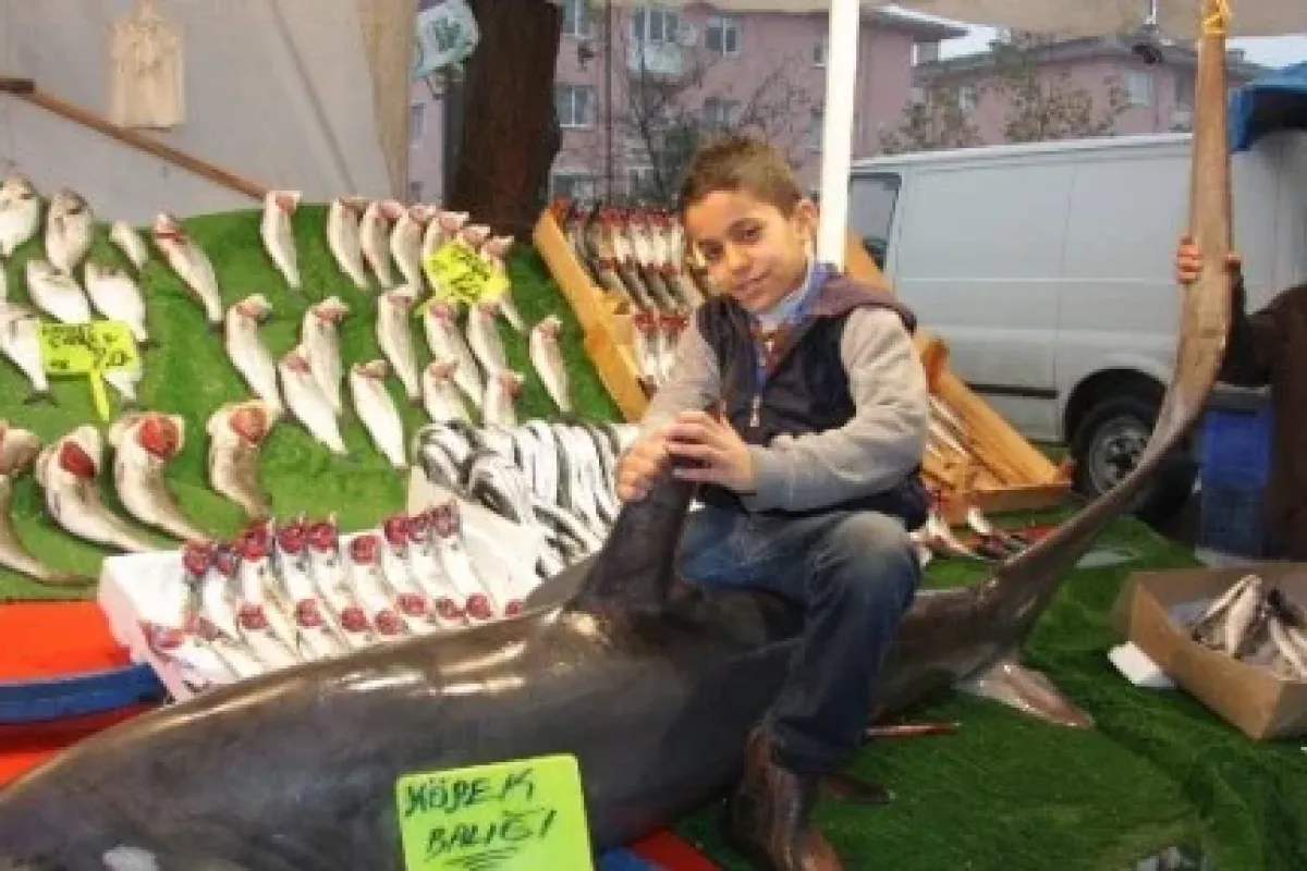Dev Köpek Balığı Pazara Indi