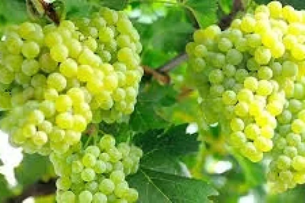 Manisa üzümleri Avrupa’ya Ihraç Ediliyor