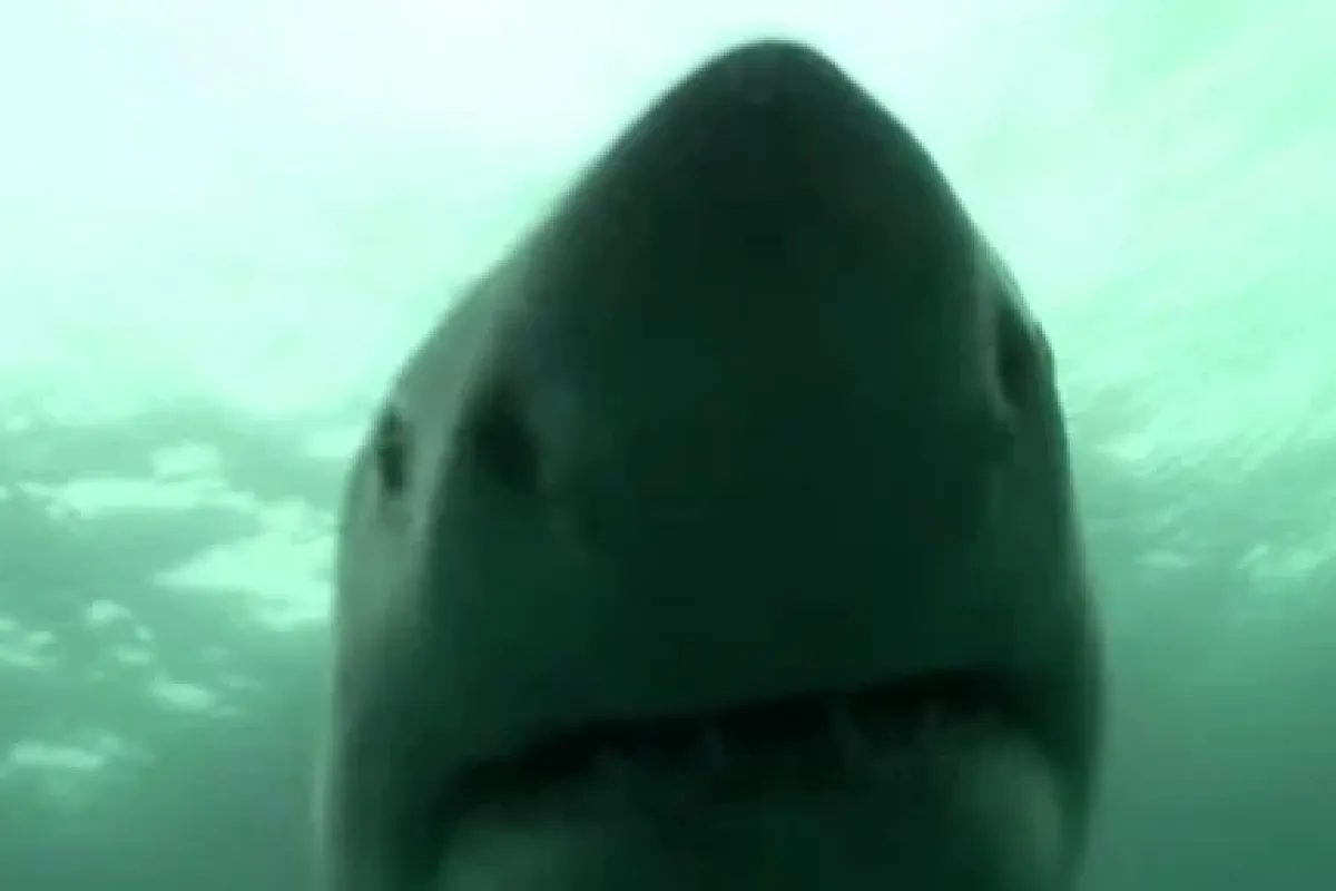 4 Metrelik Jaws Böyle Saldırdı