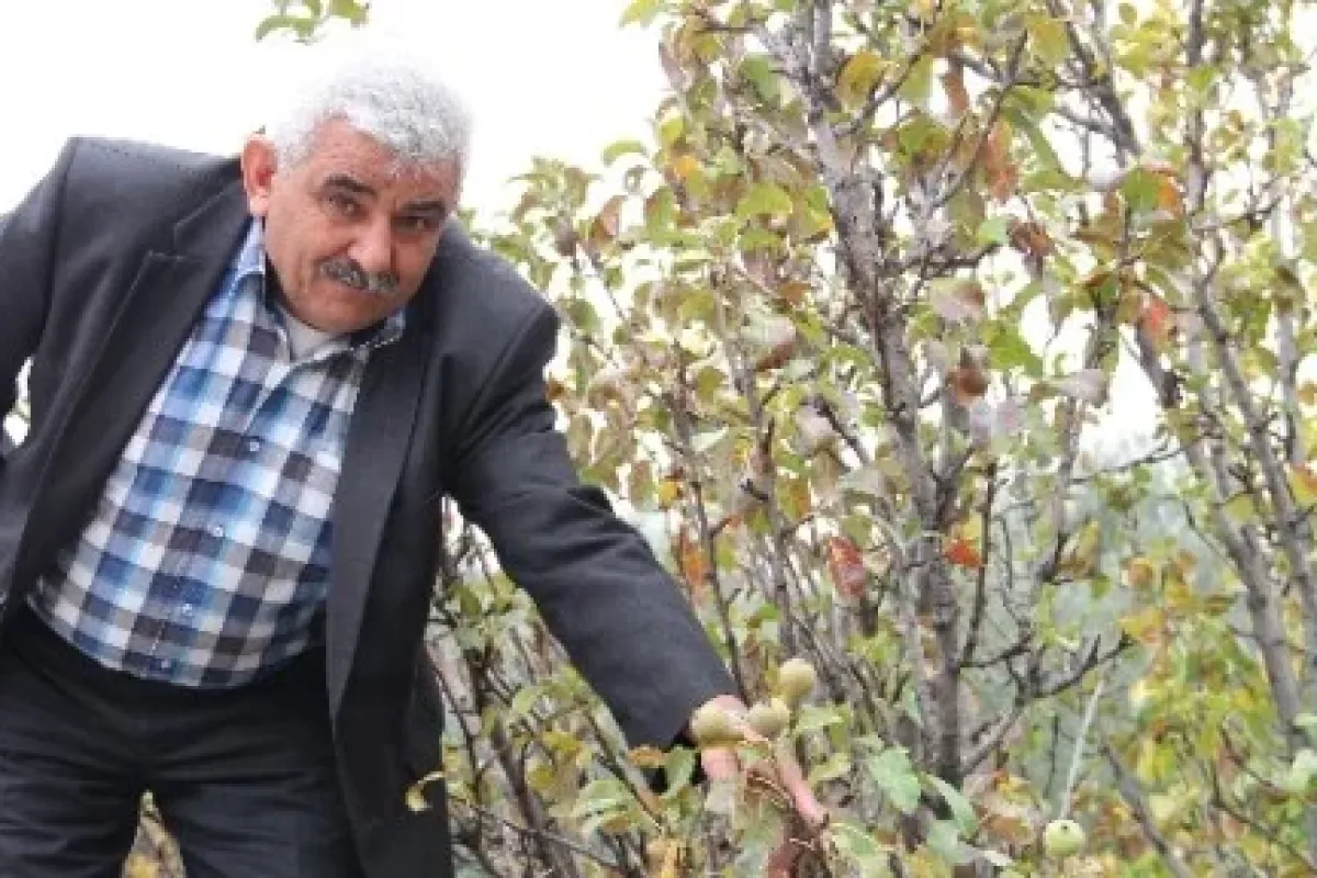 Armut Ağacı Zamansız Meyve Verdi