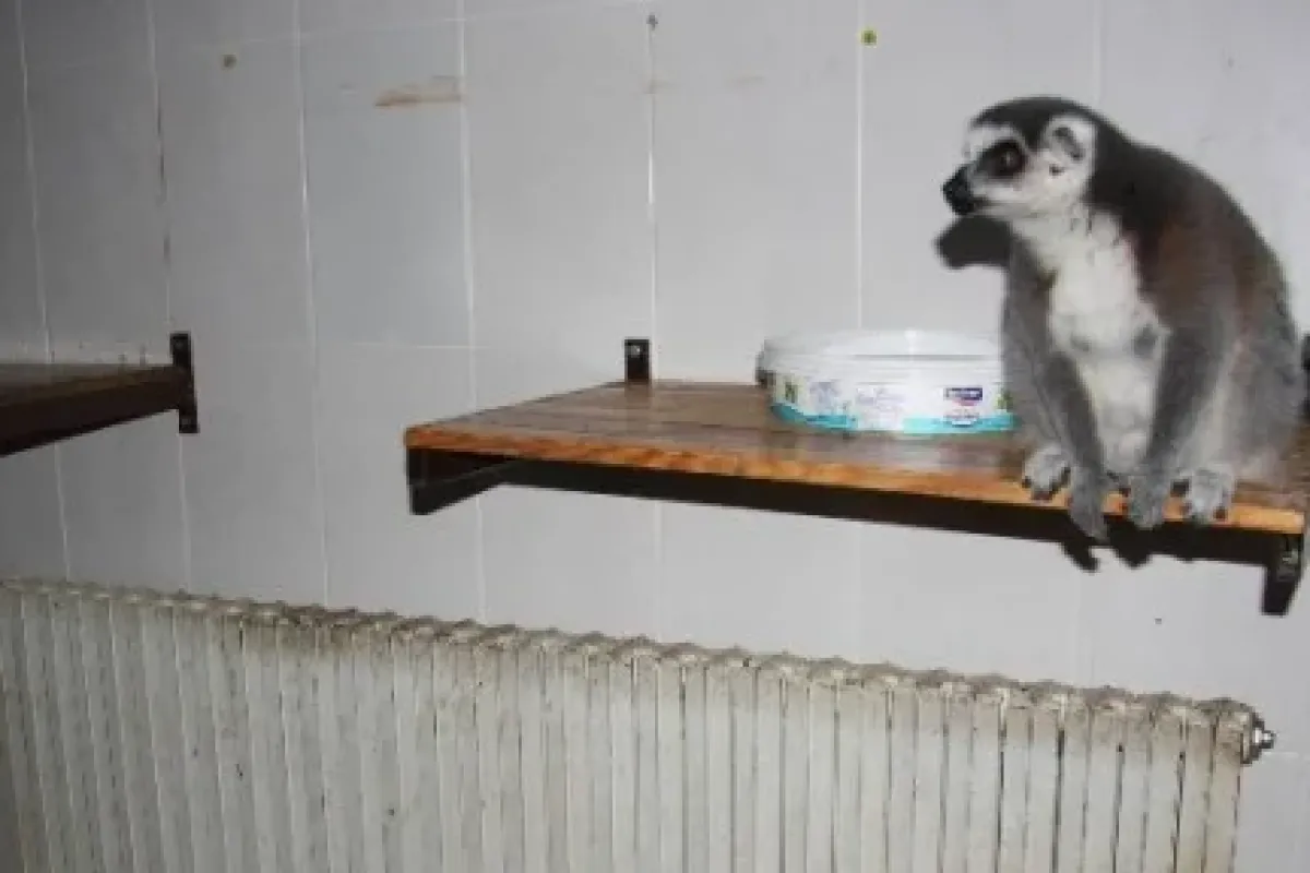 Tropikal Hayvanlara Kaloriferli ısınma