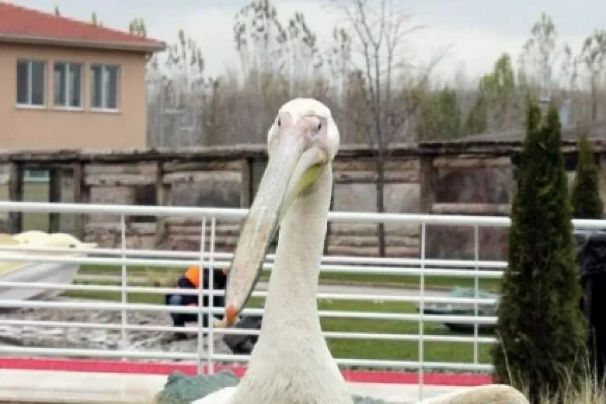 "rauf" çok Güzelsin :)