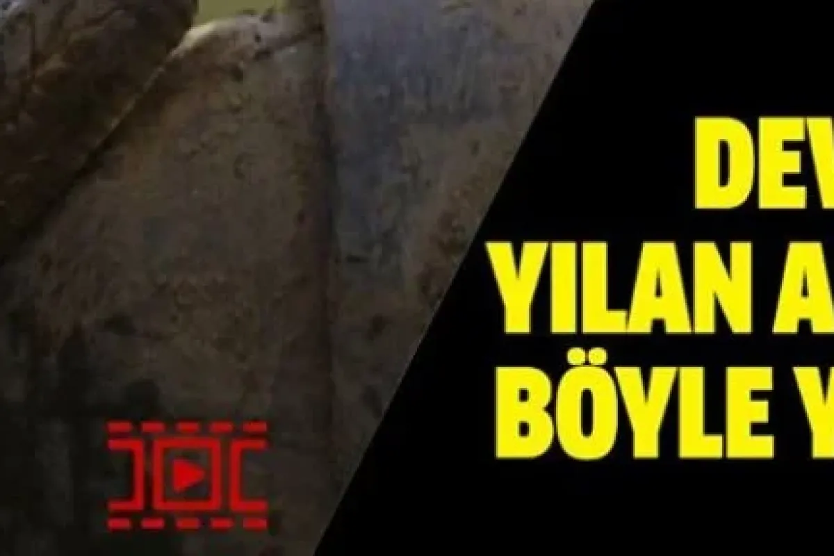 Dev yılan adamı böyle yuttu