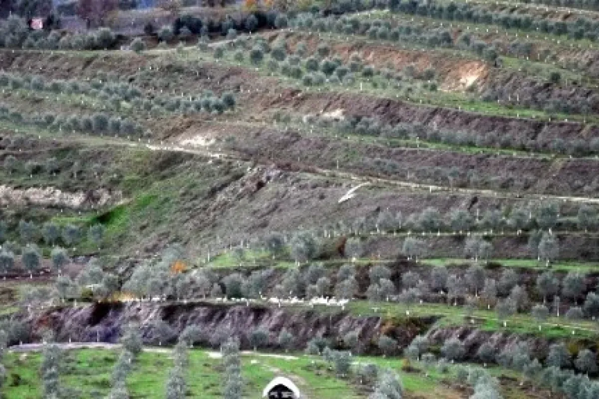 Kapatılan Maden Ocağı Zeytin Ormanına Dönüştürüldü