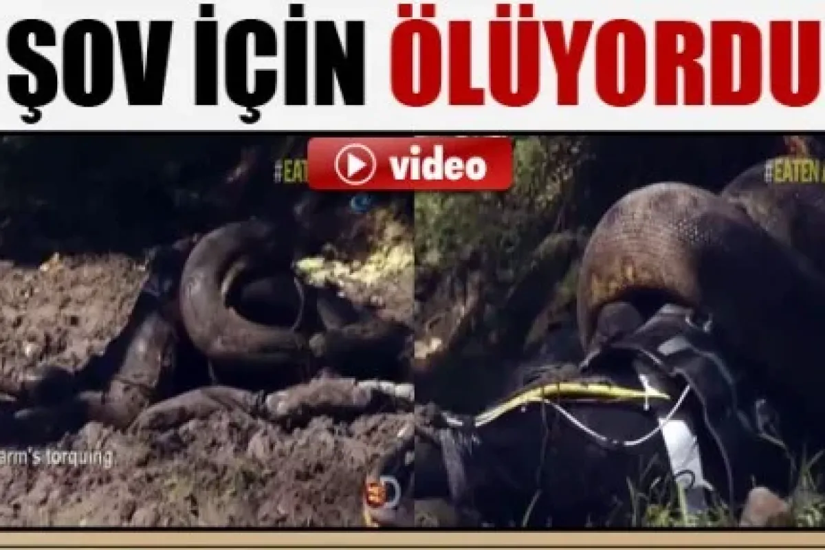 Kendini yılana yem eden adamın programı fiyaskoyla sonuçlandı