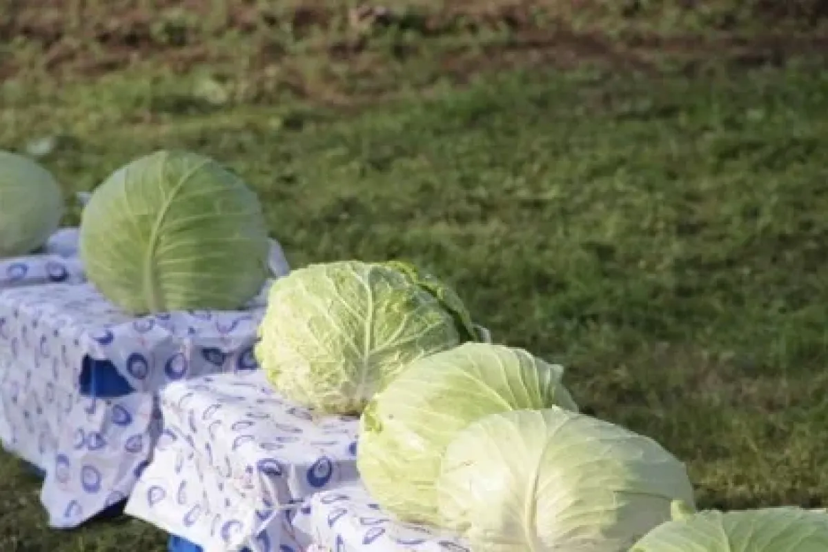 80 Milli Yeni Lahana çeşidi Geliştirildi
