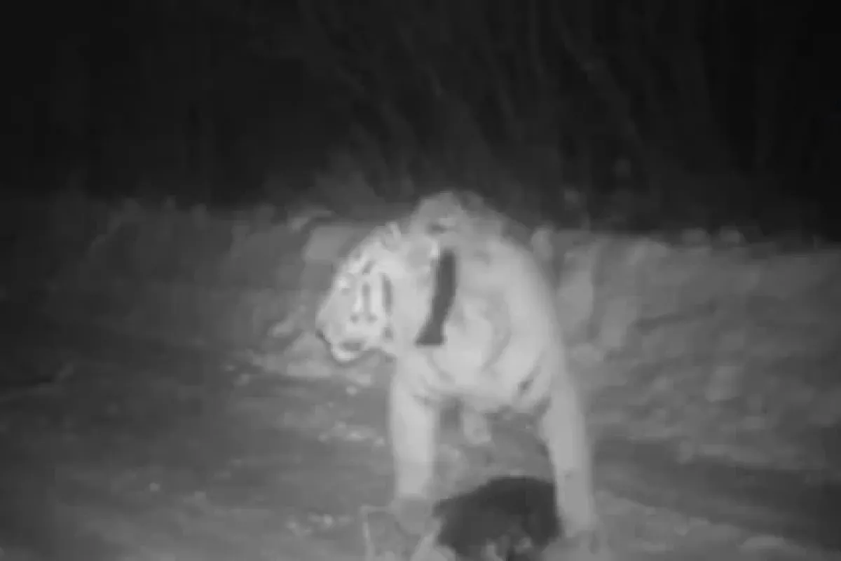 Putin’in Kaplanı Köpek Yedi
