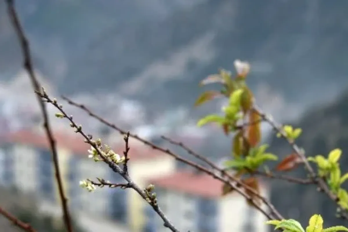 Ağaçlar çıldırdı
