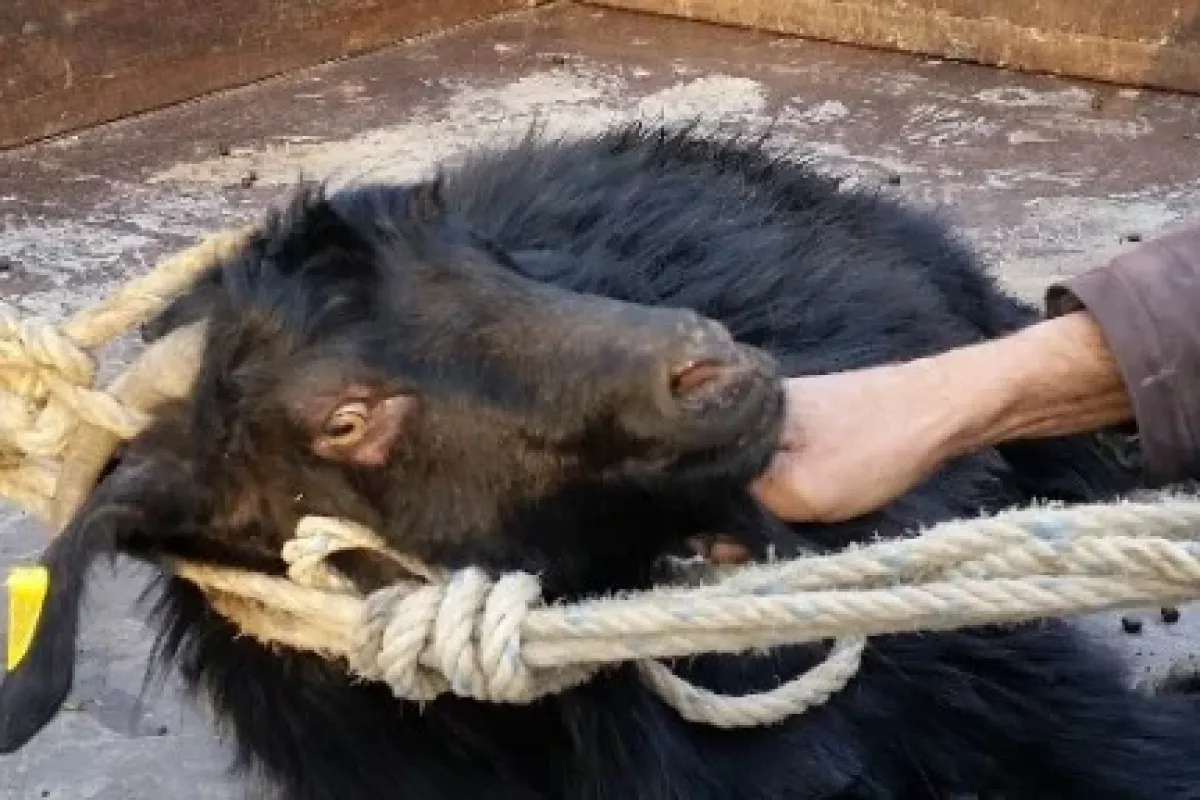 6 Gün Sonra özgürlük
