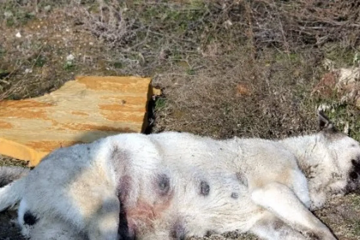 Konya’da Köpek Katliamı