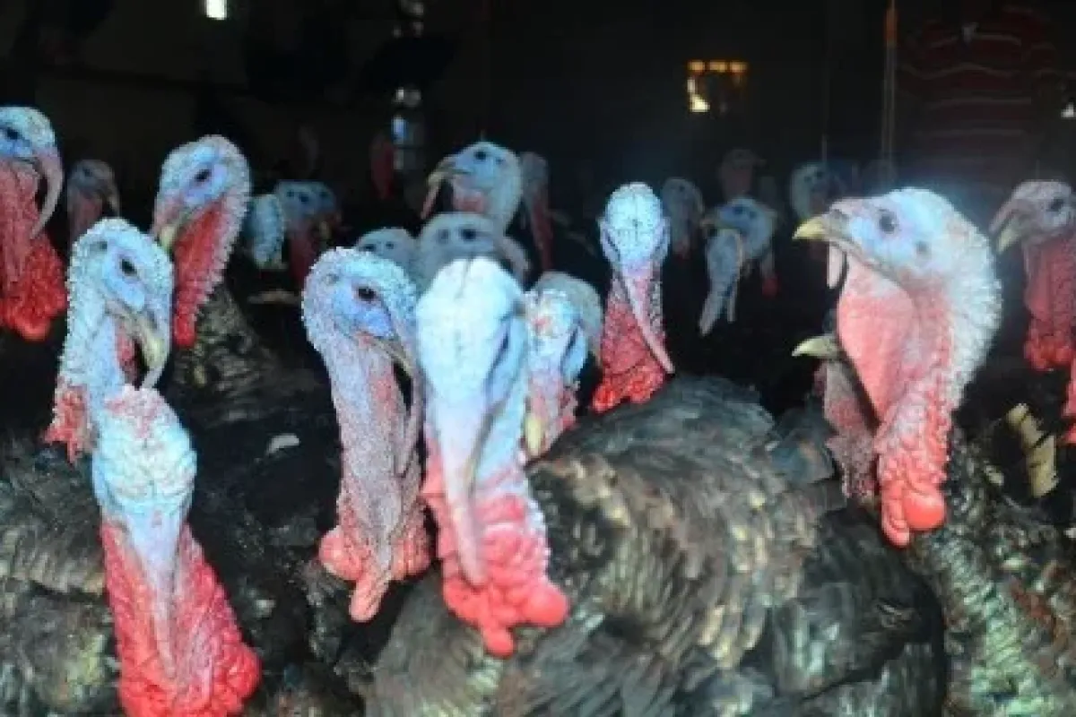Yılbaşı öncesi Hindiye Hücum